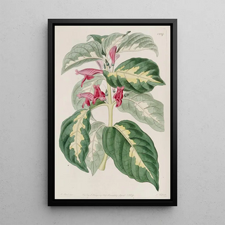 Sydenham Edwards - East Indian Caricature Plant.webp