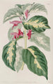 Plante caricaturale des Indes orientales - Sydenham Edwards — weergave van het kunstwerk