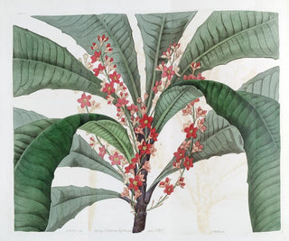 Sydenham Edwards - Elegant Clavija.webp