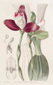 Lycaste à fleurs régulières - Sydenham Edwards | Reproduction — weergave van het kunstwerk