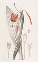 Tige raide couleur flamme - Sydenham Edwards — weergave van het kunstwerk