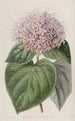 Clérodendron odorant - Sydenham Edwards | Reproduction — weergave van het kunstwerk