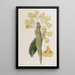 Dendrobium sillonné - Sydenham Edwards — ingelijst kunstwerk aan de muur