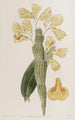Dendrobium sillonné - Sydenham Edwards — weergave van het kunstwerk