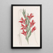 Variété de jardin - Sydenham Edwards — ingelijst kunstwerk aan de muur