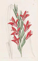 Variété de jardin - Sydenham Edwards — weergave van het kunstwerk