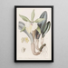 Brassavola glauque - Sydenham Edwards — ingelijst kunstwerk aan de muur