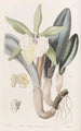 Brassavola glauque - Sydenham Edwards — weergave van het kunstwerk