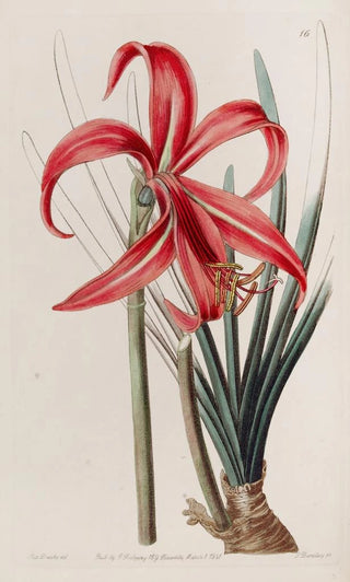 Sydenham Edwards - Glaucous Jacobean Lily.webp
