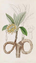 Edgeworthia dorée - Sydenham Edwards — weergave van het kunstwerk