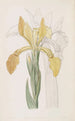 Iris doré - Sydenham Edwards — weergave van het kunstwerk