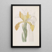 Iris doré - Sydenham Edwards — ingelijst kunstwerk aan de muur