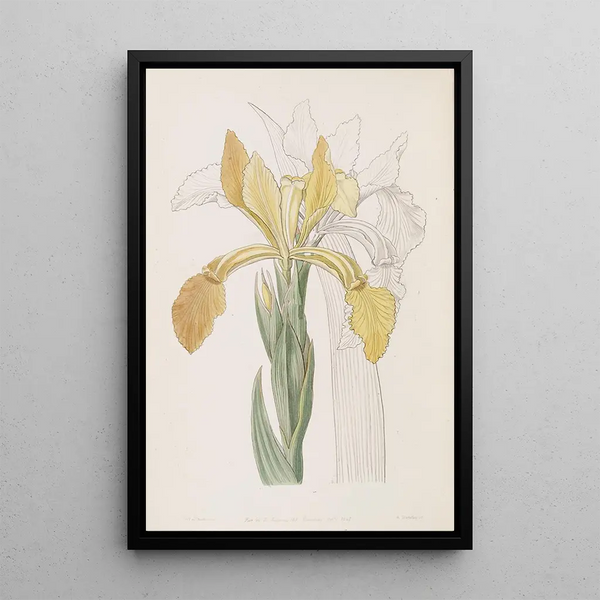 Sydenham Edwards - Golden Iris.webp