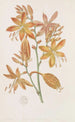 Tritonia dorée - Sydenham Edwards — weergave van het kunstwerk