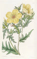 Bartonie à fleurs dorées - Sydenham Edwards — weergave van het kunstwerk