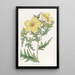 Bartonie à fleurs dorées - Sydenham Edwards — ingelijst kunstwerk aan de muur