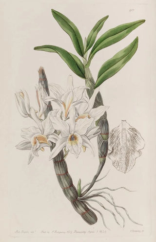 Sydenham Edwards - Goldenflowered Dendrobium.webp