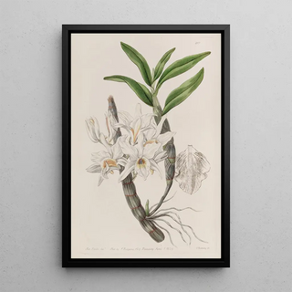 Sydenham Edwards - Goldenflowered Dendrobium.webp