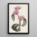 Tradescantia à jointures goutteuses - Sydenham Edwards — ingelijst kunstwerk aan de muur