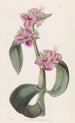 Tradescantia à jointures goutteuses - Sydenham Edwards — weergave van het kunstwerk