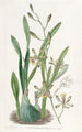 Épidendrum gracieux - Sydenham Edwards — weergave van het kunstwerk