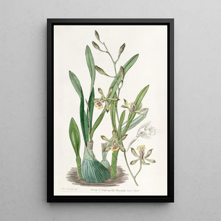 Sydenham Edwards - Graceful Epidendrum.webp