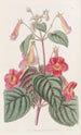 Achimène velue - Sydenham Edwards — weergave van het kunstwerk