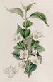 Syringa velu - Sydenham Edwards — weergave van het kunstwerk