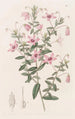 Tetratheca velue - Sydenham Edwards — weergave van het kunstwerk
