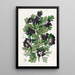 Aubépine noire à feuilles velues - Sydenham Edwards — ingelijst kunstwerk aan de muur