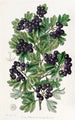 Aubépine noire à feuilles velues - Sydenham Edwards — weergave van het kunstwerk