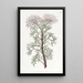 Isopogon elegant - Sydenham Edwards — ingelijst kunstwerk aan de muur