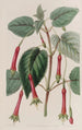 Fuchsia à feuilles cordées - Sydenham Edwards — weergave van het kunstwerk