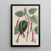 Fuchsia à feuilles cordées - Sydenham Edwards — ingelijst kunstwerk aan de muur
