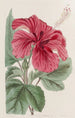 Hibiscus cameronifulgens - Sydenham Edwards | Reproduction — weergave van het kunstwerk