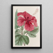 Hibiscus cameronifulgens - Sydenham Edwards | Reproduction — ingelijst kunstwerk aan de muur
