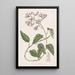 Solanum à pétales crochus - Sydenham Edwards — ingelijst kunstwerk aan de muur