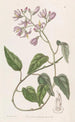 Solanum à pétales crochus - Sydenham Edwards — weergave van het kunstwerk