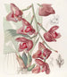 Péristéria van Humboldt - Sydenham Edwards — weergave van het kunstwerk