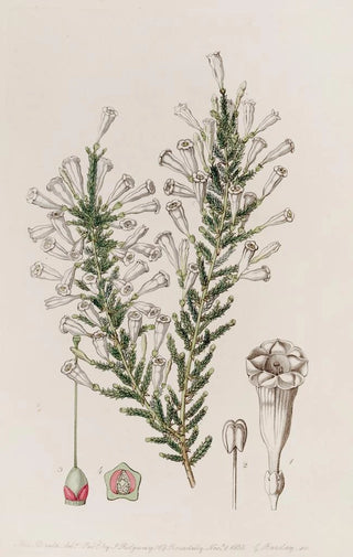 Sydenham Edwards - Imbricated Fabiana.webp