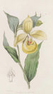 Sabot de Vénus irapéan ou fleur pélican - Sydenham Edwards — weergave van het kunstwerk