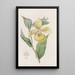 Sabot de Vénus irapéan ou fleur pélican - Sydenham Edwards — ingelijst kunstwerk aan de muur