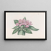 Tradescantia iridescente - Sydenham Edwards — ingelijst kunstwerk aan de muur