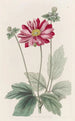 Anémone du Japon - Sydenham Edwards — artwork view