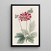 Anémone du Japon - Sydenham Edwards — framed artwork on a wall