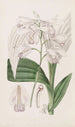 Bletia japonaise - Sydenham Edwards — weergave van het kunstwerk
