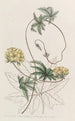 Stigmaphyllon à feuilles de Jatropha - Sydenham Edwards — weergave van het kunstwerk