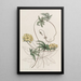 Stigmaphyllon à feuilles de Jatropha - Sydenham Edwards — ingelijst kunstwerk aan de muur