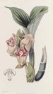 Acanthophippium javanais - Sydenham Edwards — weergave van het kunstwerk