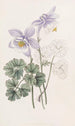 Colombine joyeuse - Sydenham Edwards — weergave van het kunstwerk